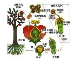 被子植物