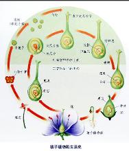 被子植物生活史