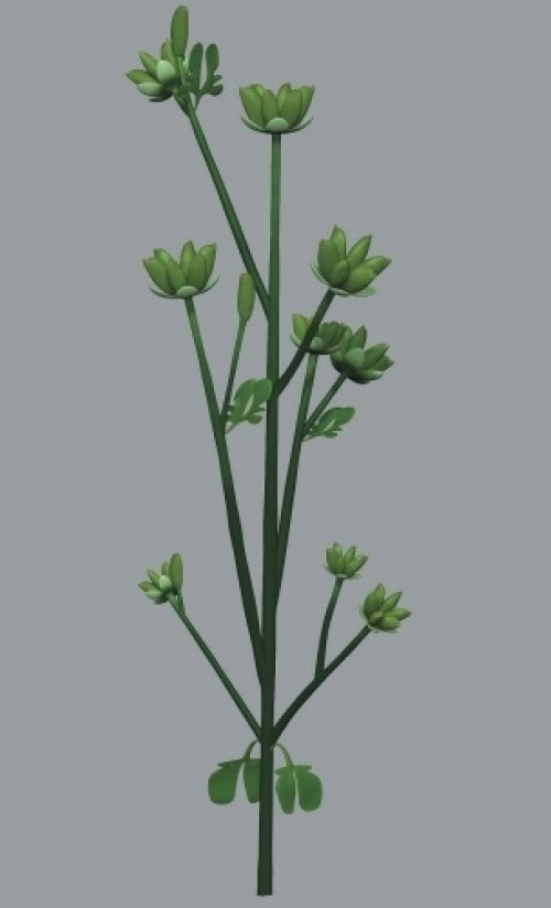 被子植物