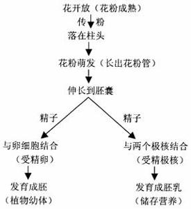 双受精