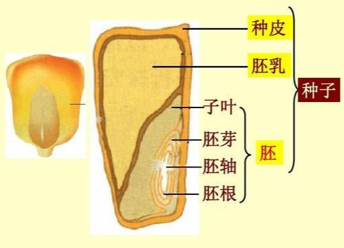 被子植物胚乳