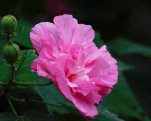 不完全花