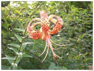合瓣花