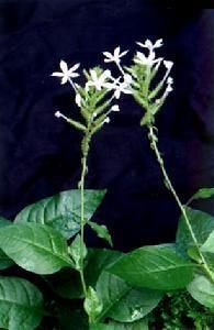 合瓣花