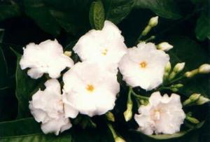 合瓣花