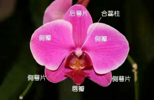 合蕊柱