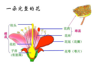 完全花