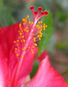 花蕊