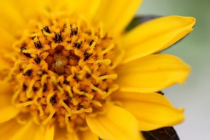 花蕊