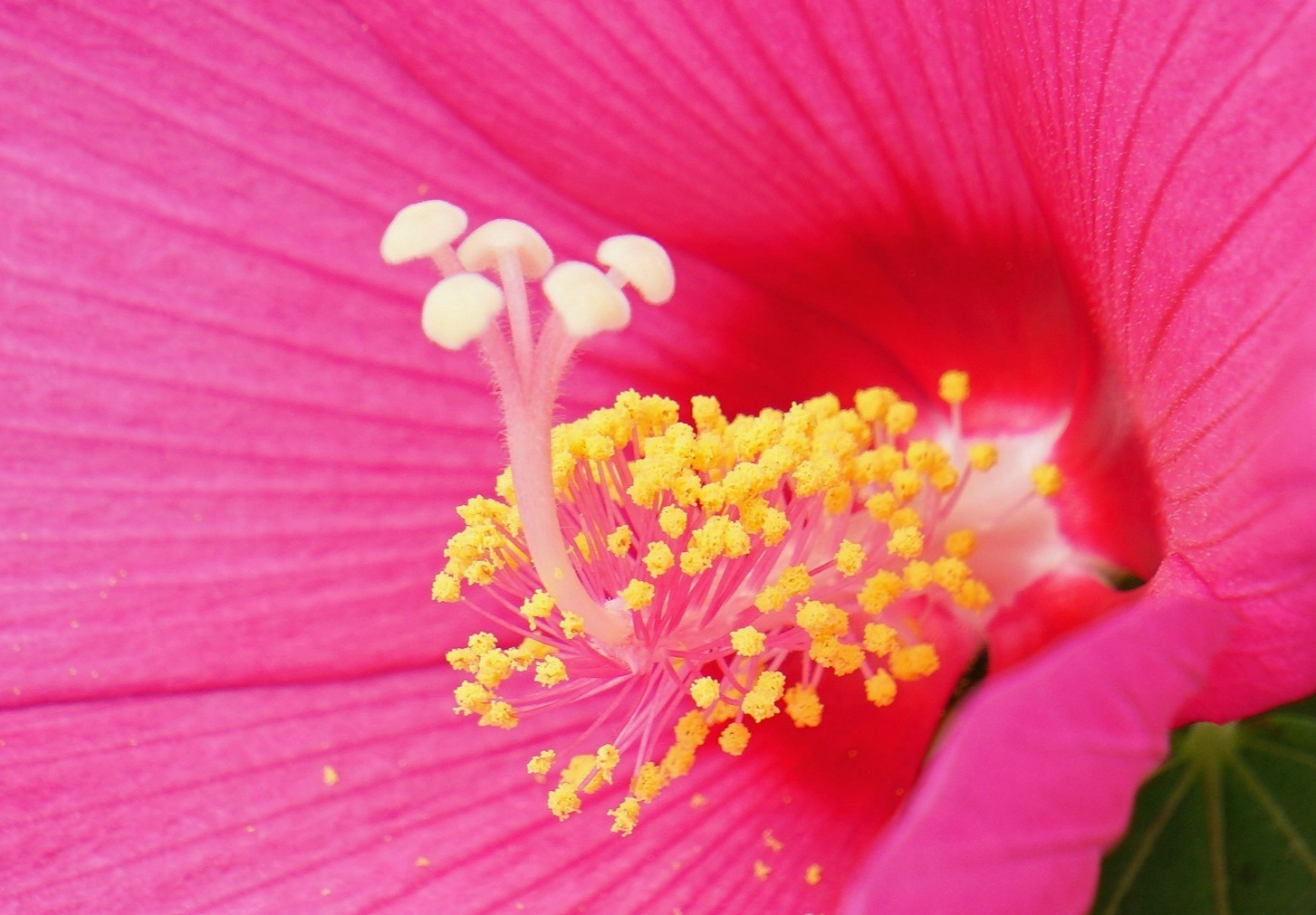 花蕊