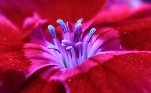 花蕊