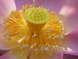 花蕊