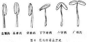花蕊着生方式