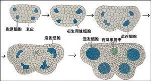 花蕊壁结构图