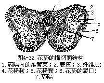 花药的发育状况