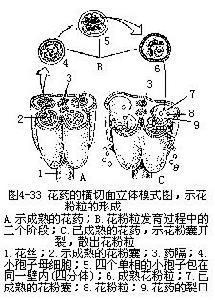 花蕊的形成