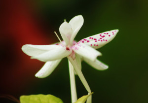 花瓣