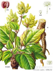 雄蕊