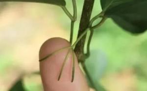 变态根