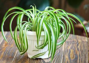 草本植物