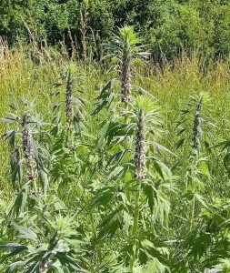 草本植物