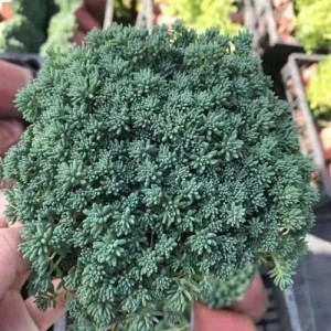 草本植物