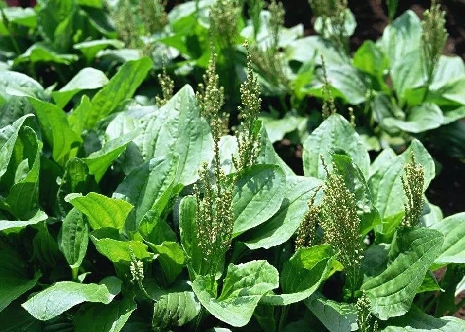 草本植物