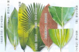 图1b.各种脉序实例