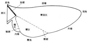 图4. 翅的基本构造