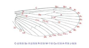 图5. 假想原始脉序