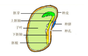 种脐