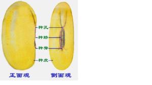大豆种子的结构示意图