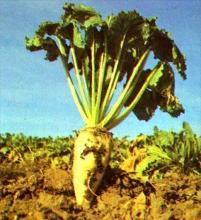 贮藏根（storage root）