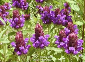 雌蕊图册