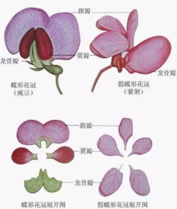 蝶形花冠