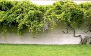 藤本植物
