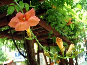 藤本植物