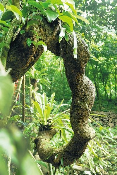 藤本植物