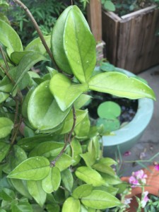藤本植物