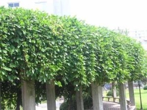 藤本植物