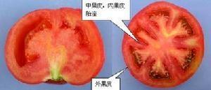 内果皮图册