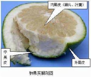 内果皮图册