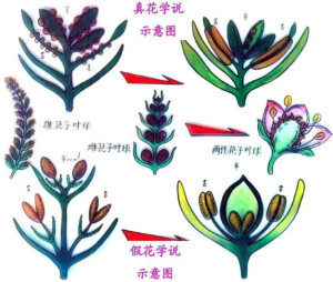 真花学说