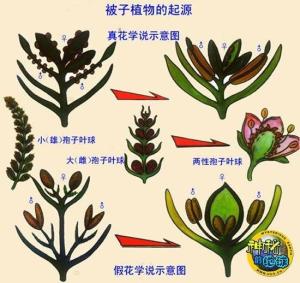 假花学说