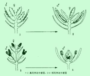 假花学说