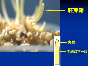 胚芽鞘
