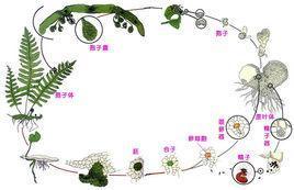 低等植物