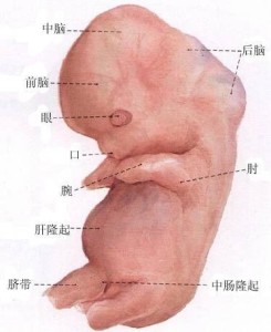 图c