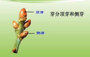 侧芽