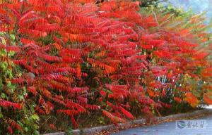 柄下芽